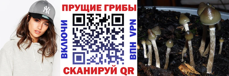 Псилоцибиновые грибы Psilocybine cubensis продажа наркотиков Староминская